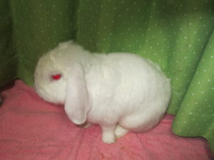 white rabbit ,Maro